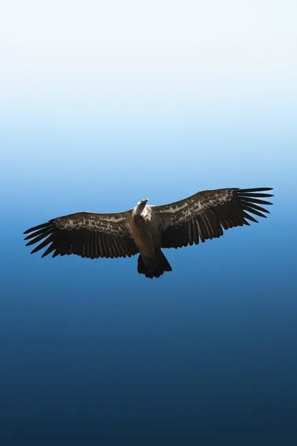 Detail Adler Flug Freiheit Blauer Himmel Number 12