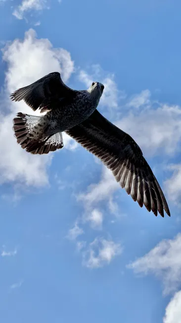 Detail Adler Flug Freiheit Blauer Himmel Number 13