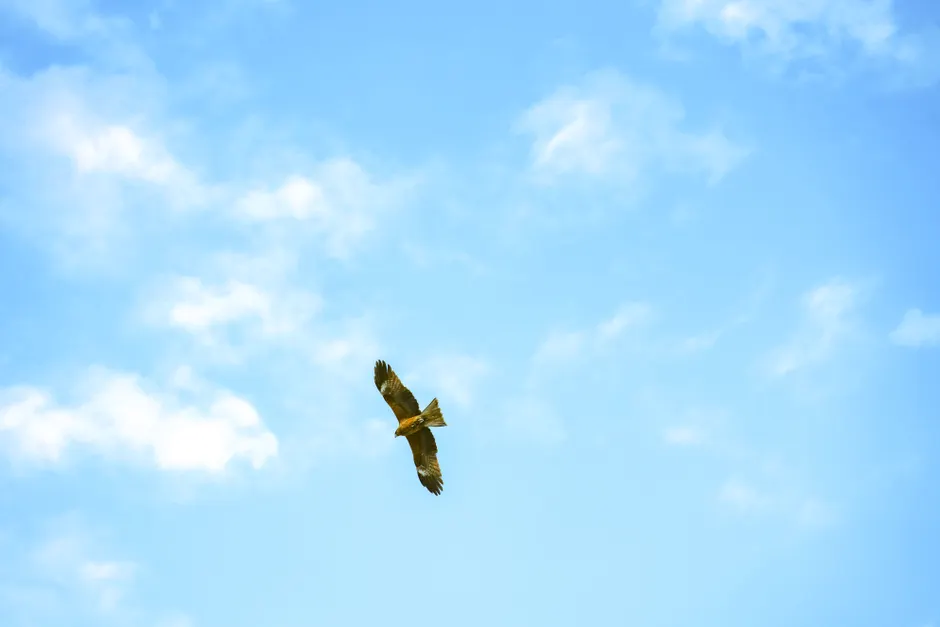 Detail Adler Flug Freiheit Blauer Himmel Number 15