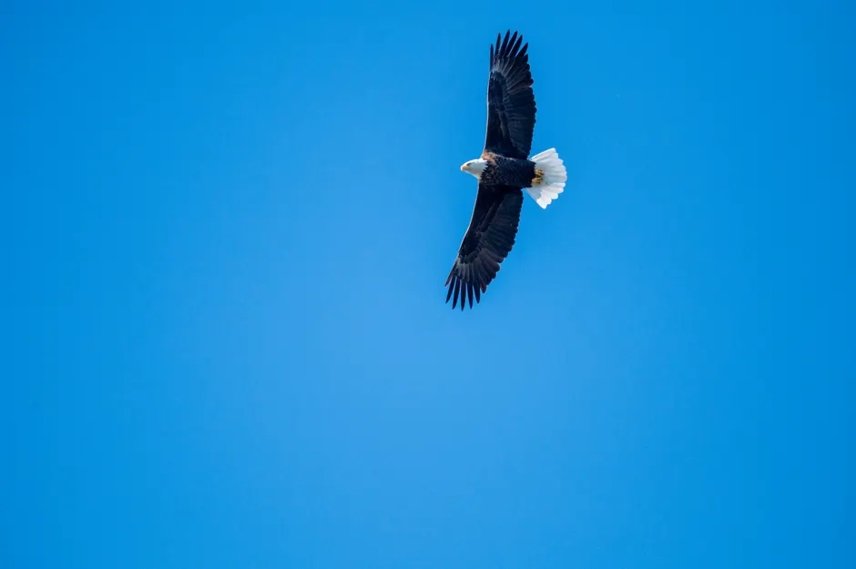 Detail Adler Flug Freiheit Blauer Himmel Number 17