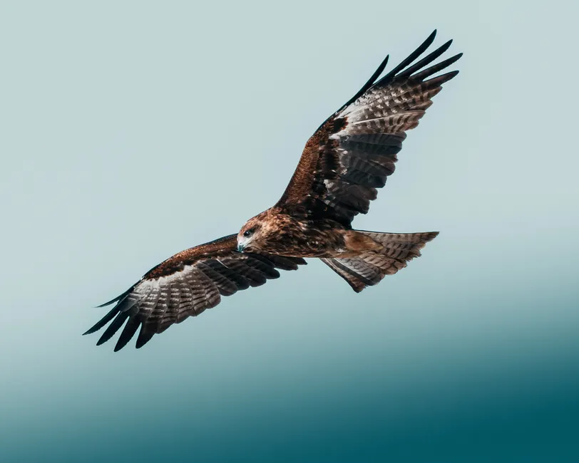 Detail Adler Flug Freiheit Blauer Himmel Number 18