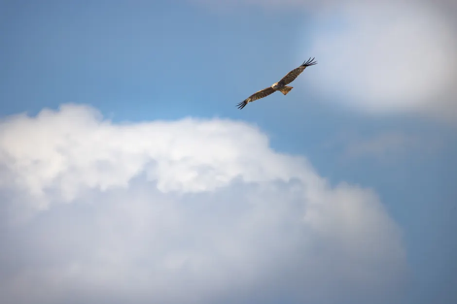 Detail Adler Flug Freiheit Blauer Himmel Number 20