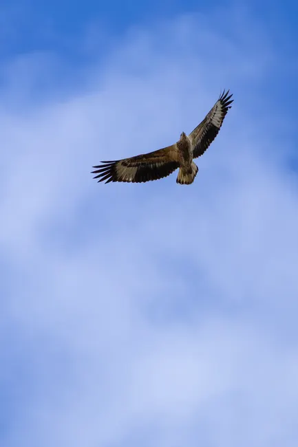 Detail Adler Flug Freiheit Blauer Himmel Number 4