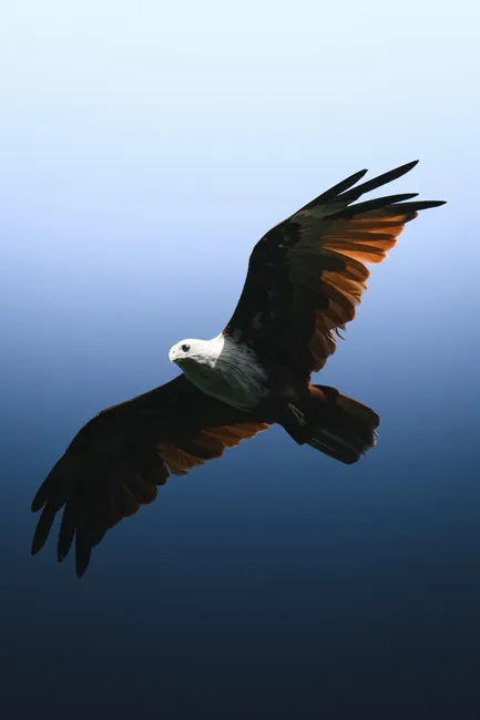 Detail Adler Flug Freiheit Blauer Himmel Number 5