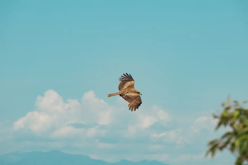 Detail Adler Flug Freiheit Blauer Himmel Number 7