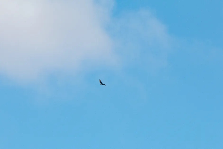 Detail Adler Flug Freiheit Blauer Himmel Number 10