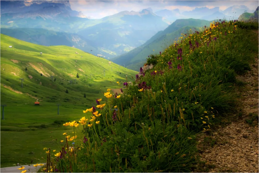 Alpen Panorama Sommer Wiese Blumen Bb92