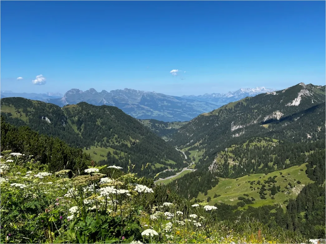 Detail Alpen Panorama Sommer Wiese Blumen Number 2