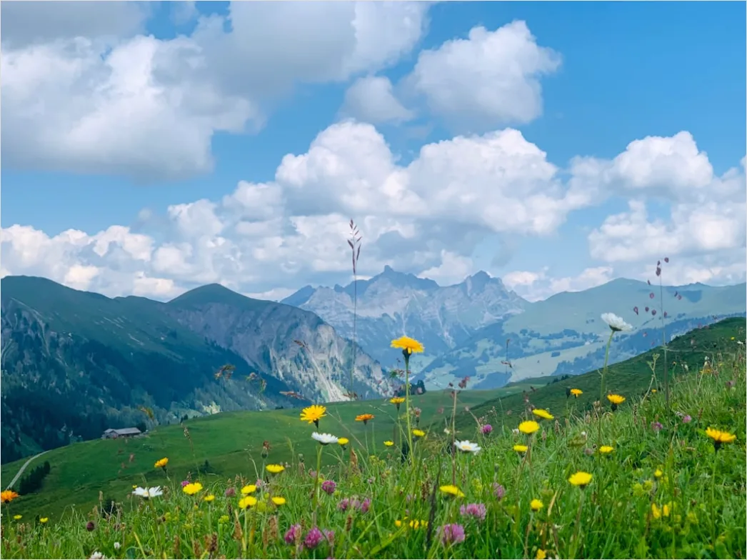 Detail Alpen Panorama Sommer Wiese Blumen Number 11