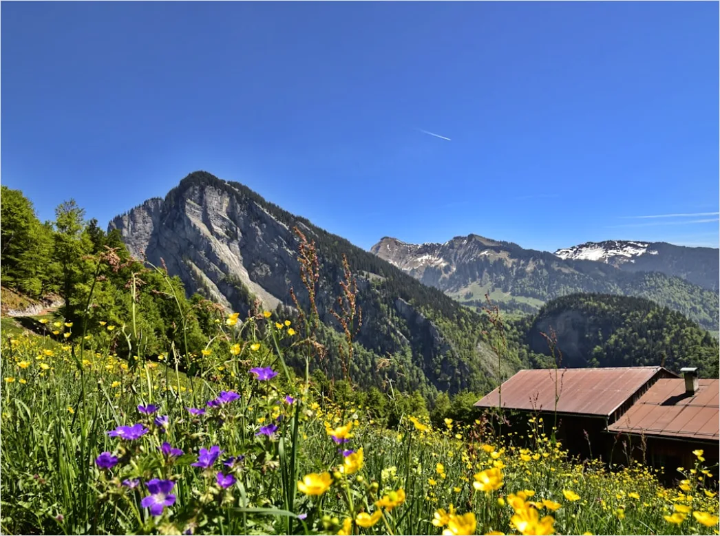 Detail Alpen Panorama Sommer Wiese Blumen Number 12