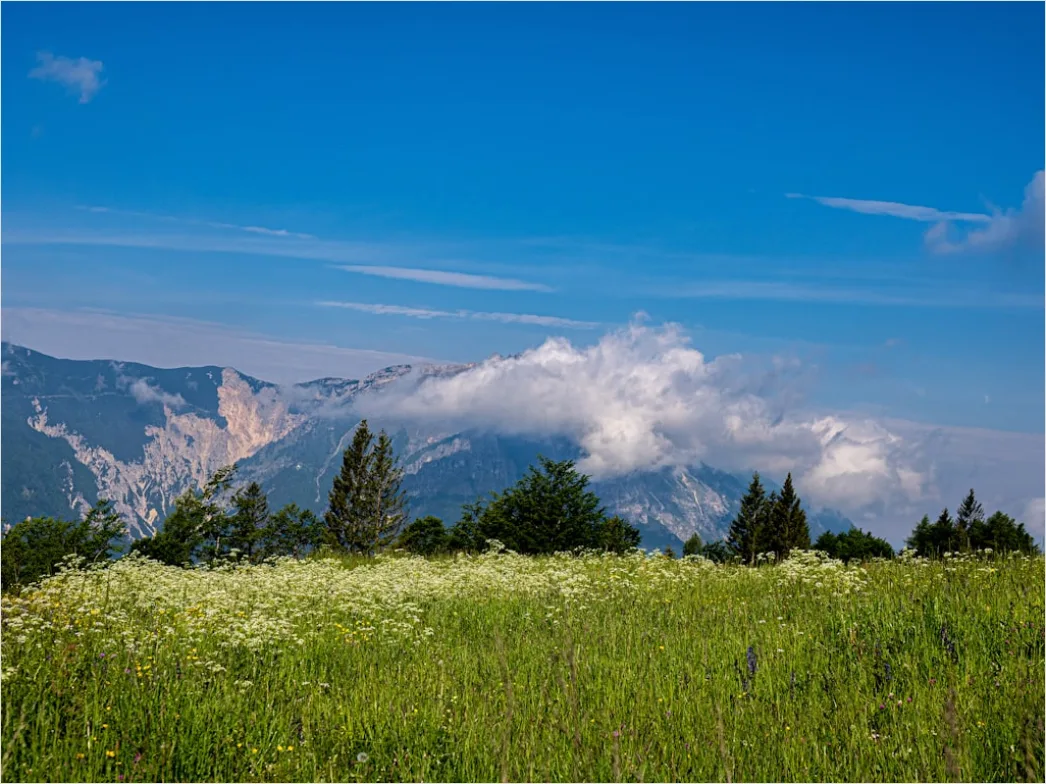 Detail Alpen Panorama Sommer Wiese Blumen Number 13
