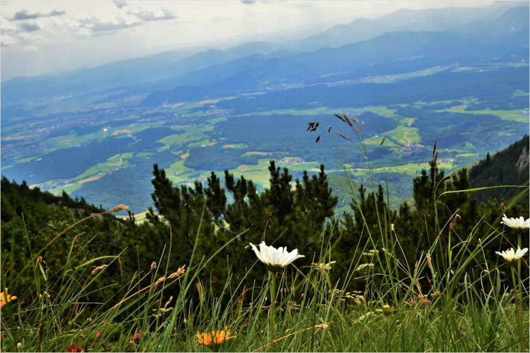 Detail Alpen Panorama Sommer Wiese Blumen Number 14
