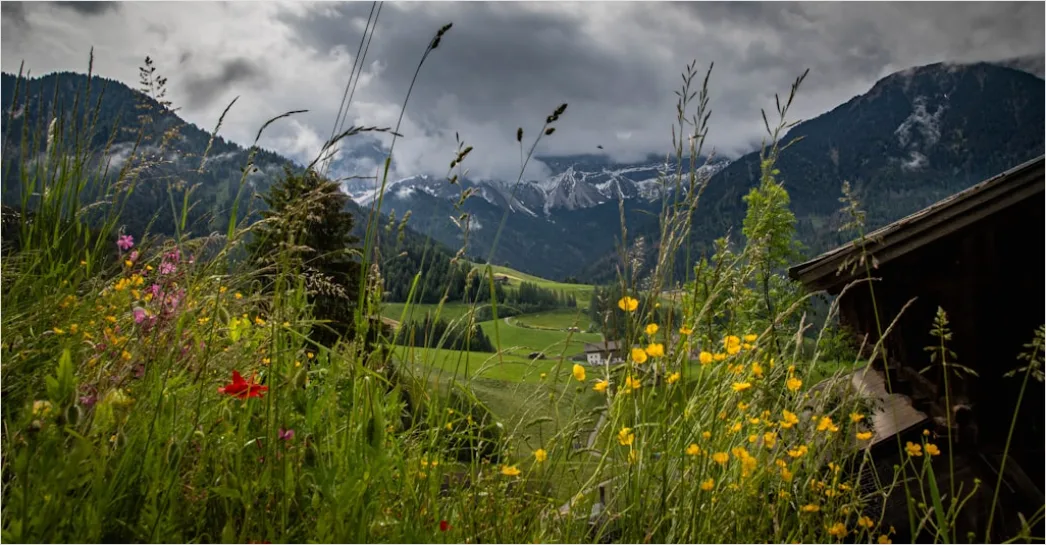 Detail Alpen Panorama Sommer Wiese Blumen Number 15