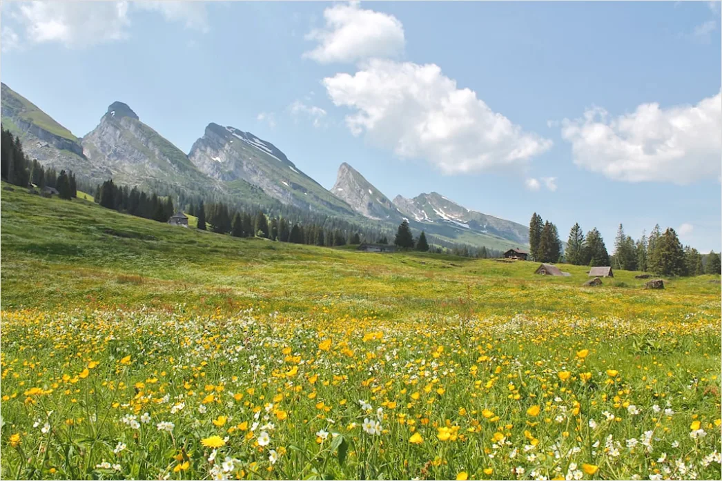 Detail Alpen Panorama Sommer Wiese Blumen Number 16