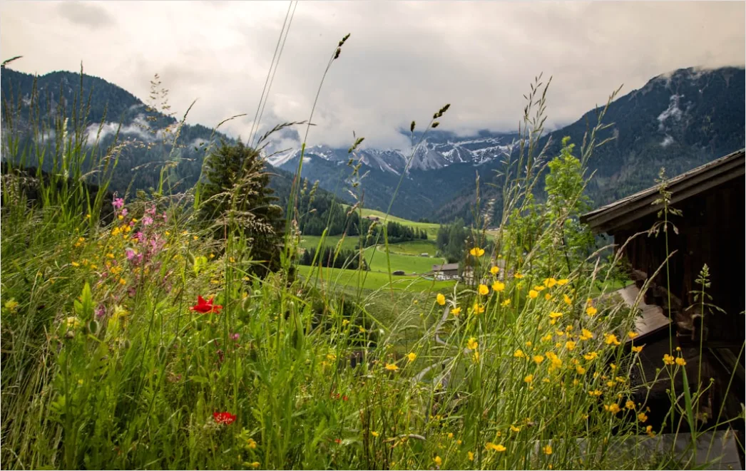 Detail Alpen Panorama Sommer Wiese Blumen Number 18