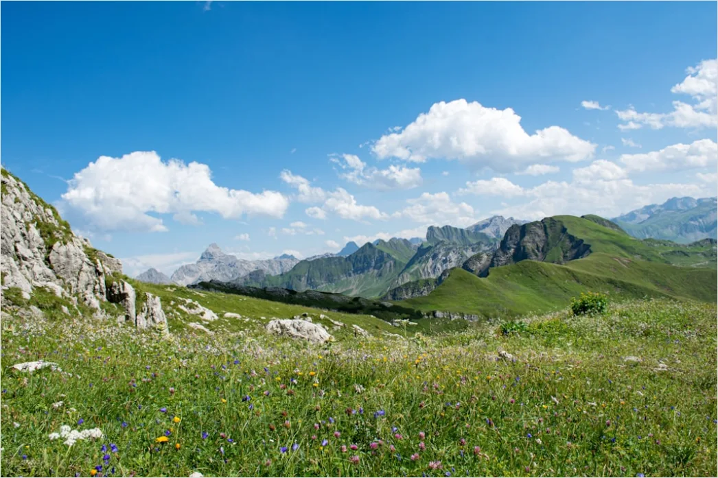 Detail Alpen Panorama Sommer Wiese Blumen Number 19