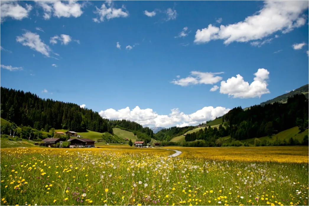 Detail Alpen Panorama Sommer Wiese Blumen Number 20