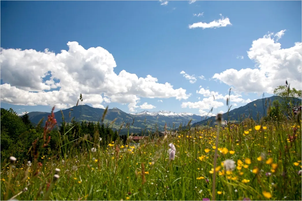Detail Alpen Panorama Sommer Wiese Blumen Number 3