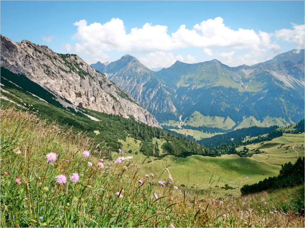 Detail Alpen Panorama Sommer Wiese Blumen Number 4