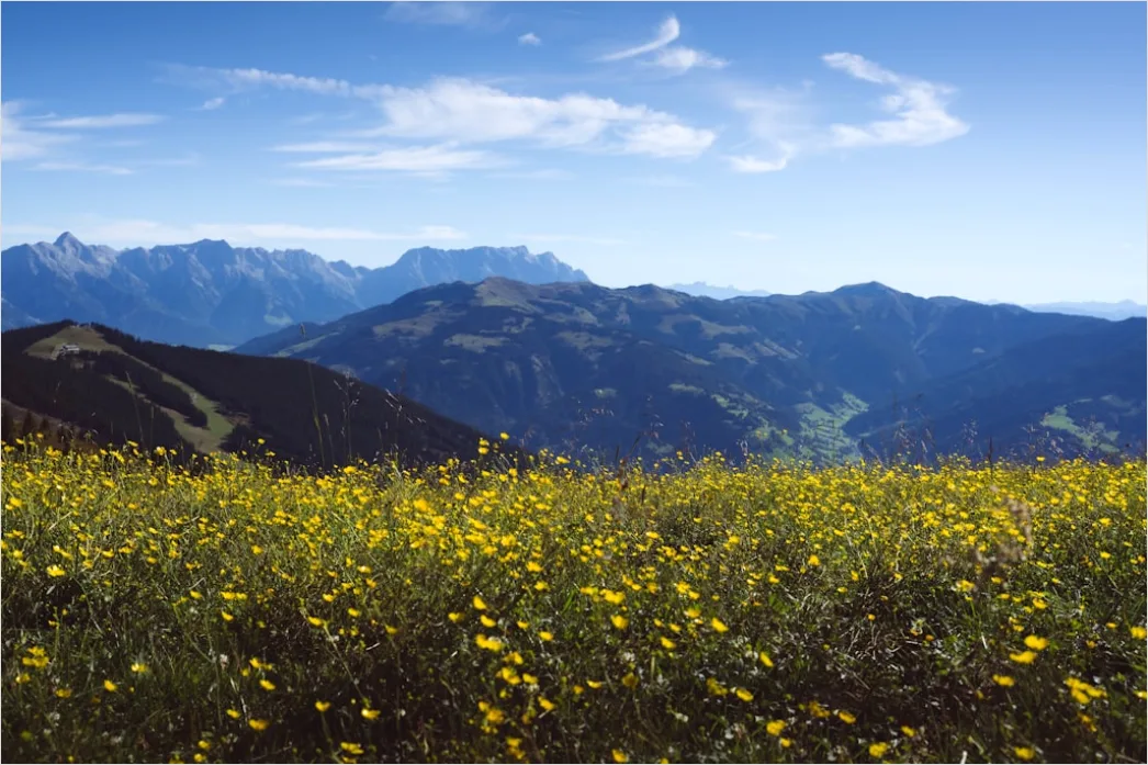 Detail Alpen Panorama Sommer Wiese Blumen Number 5