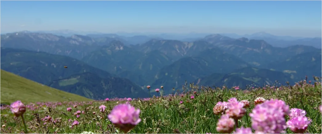 Detail Alpen Panorama Sommer Wiese Blumen Number 6