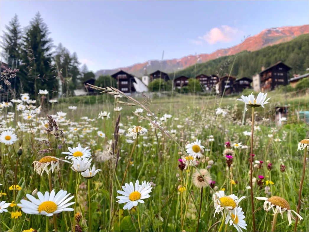 Detail Alpen Panorama Sommer Wiese Blumen Number 7