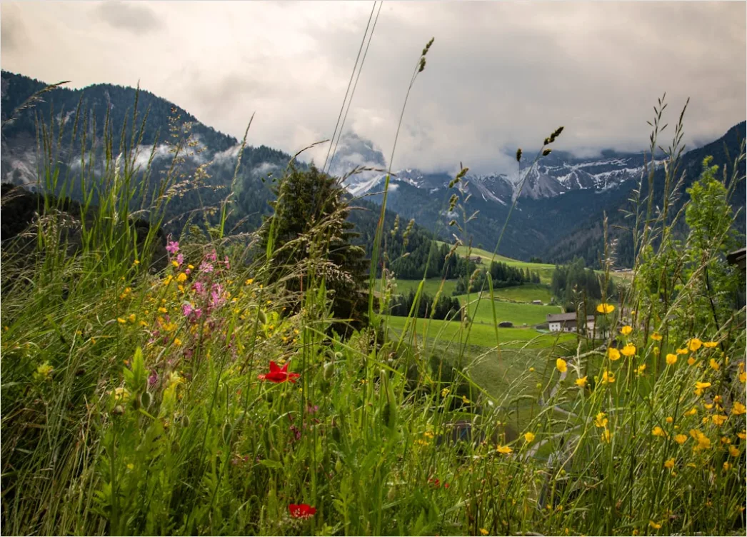 Detail Alpen Panorama Sommer Wiese Blumen Number 8