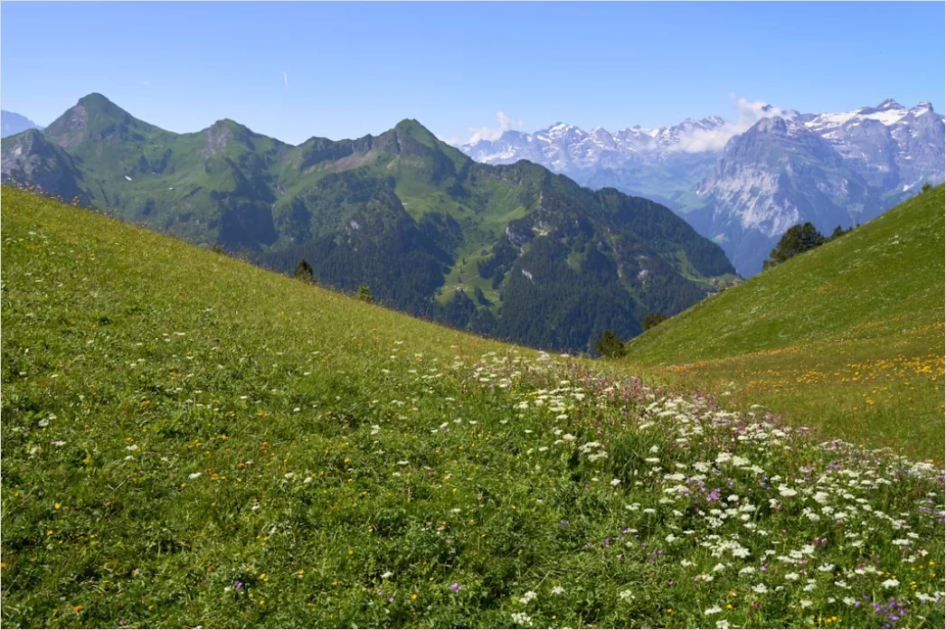 Detail Alpen Panorama Sommer Wiese Blumen Number 9