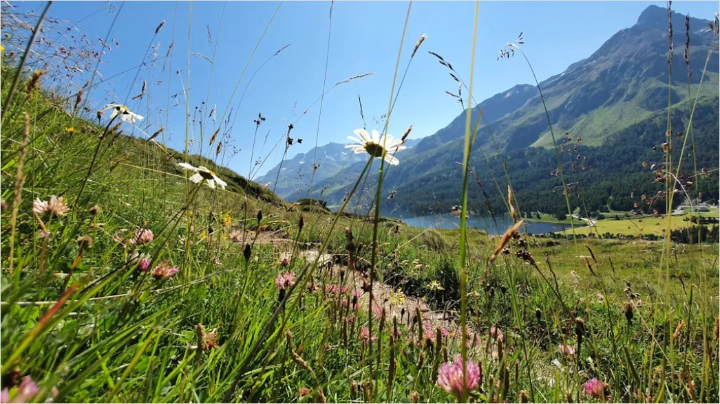 Detail Alpen Panorama Sommer Wiese Blumen Number 10