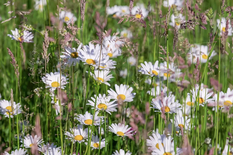 Detail Alpenwiese Blumen Sommer Idyllisch Number 2