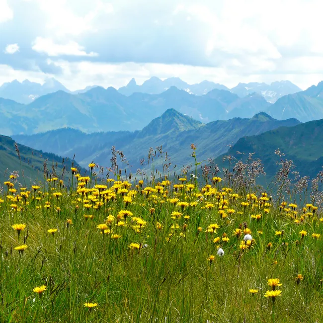Detail Alpenwiese Blumen Sommer Idyllisch Number 14