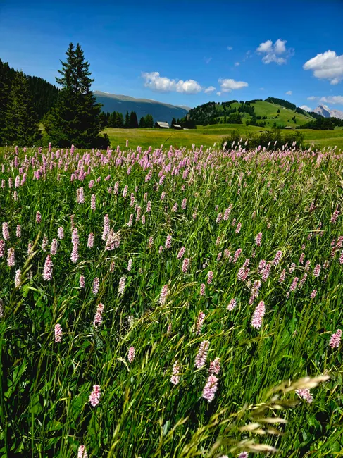 Detail Alpenwiese Blumen Sommer Idyllisch Number 3