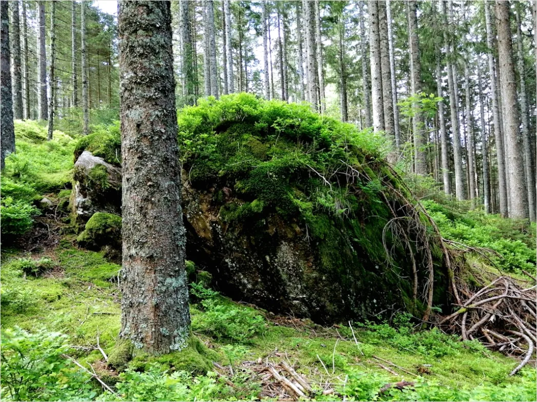 Alter Wald Moos Felsen Mystisch Stimmung 85fe