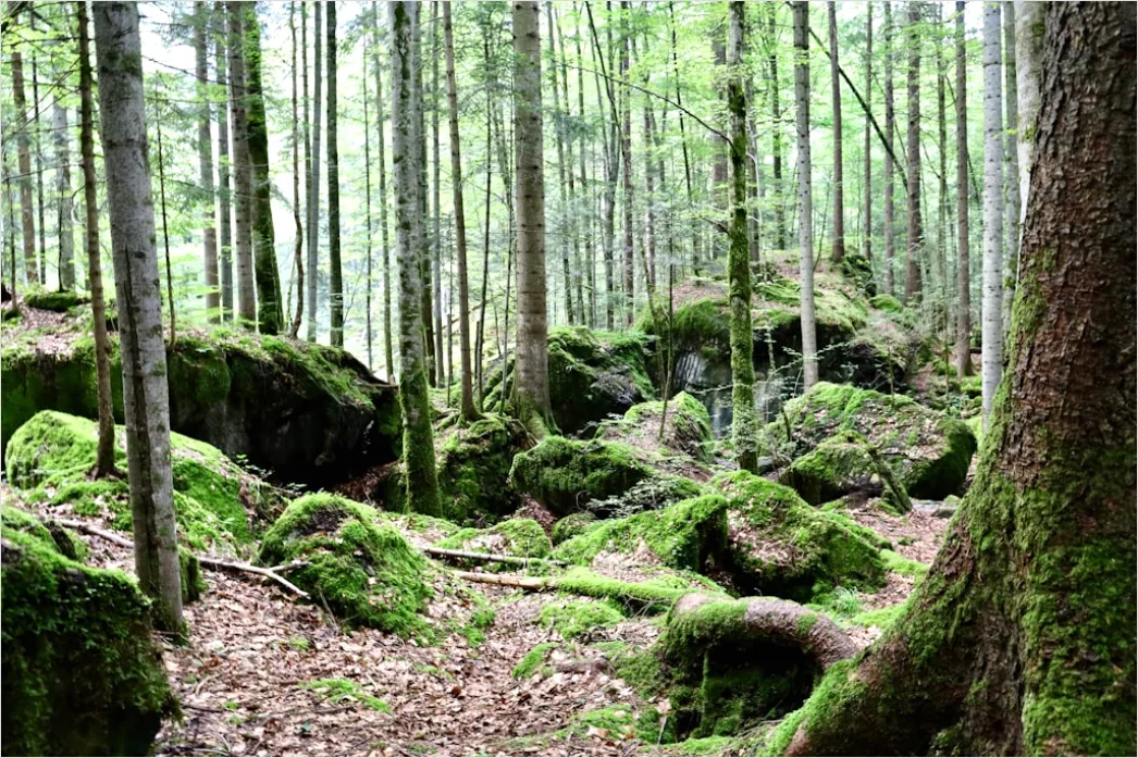 Detail Alter Wald Moos Felsen Mystisch Stimmung Number 2