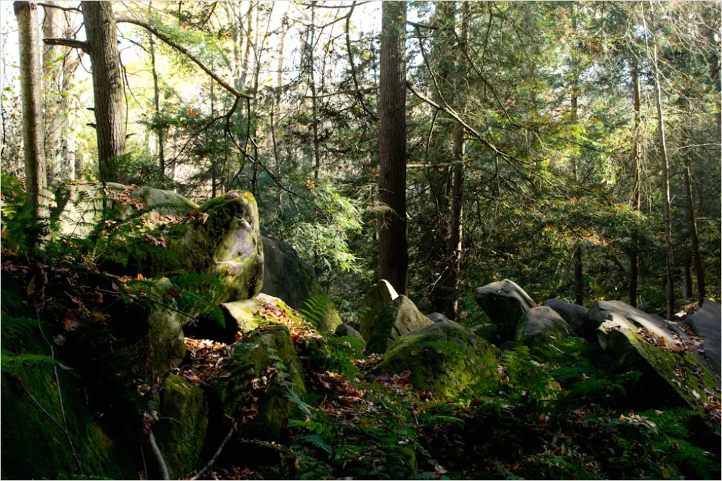 Detail Alter Wald Moos Felsen Mystisch Stimmung Number 11