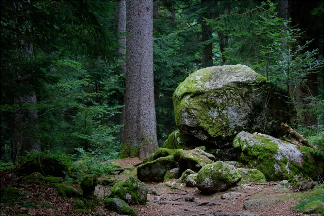 Detail Alter Wald Moos Felsen Mystisch Stimmung Number 12