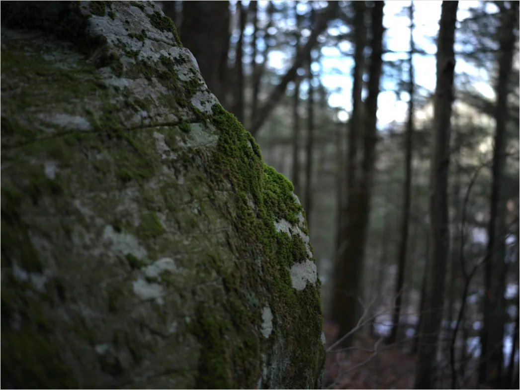 Detail Alter Wald Moos Felsen Mystisch Stimmung Number 13
