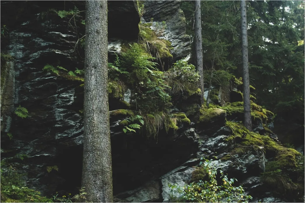 Detail Alter Wald Moos Felsen Mystisch Stimmung Number 14