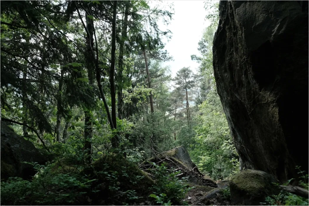 Detail Alter Wald Moos Felsen Mystisch Stimmung Number 15
