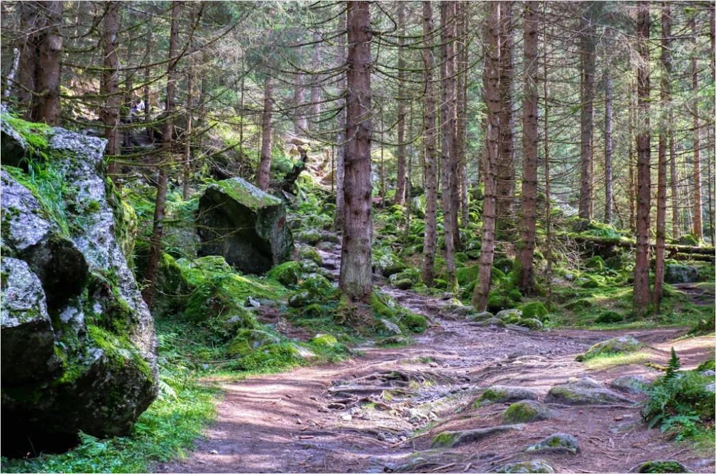 Detail Alter Wald Moos Felsen Mystisch Stimmung Number 16