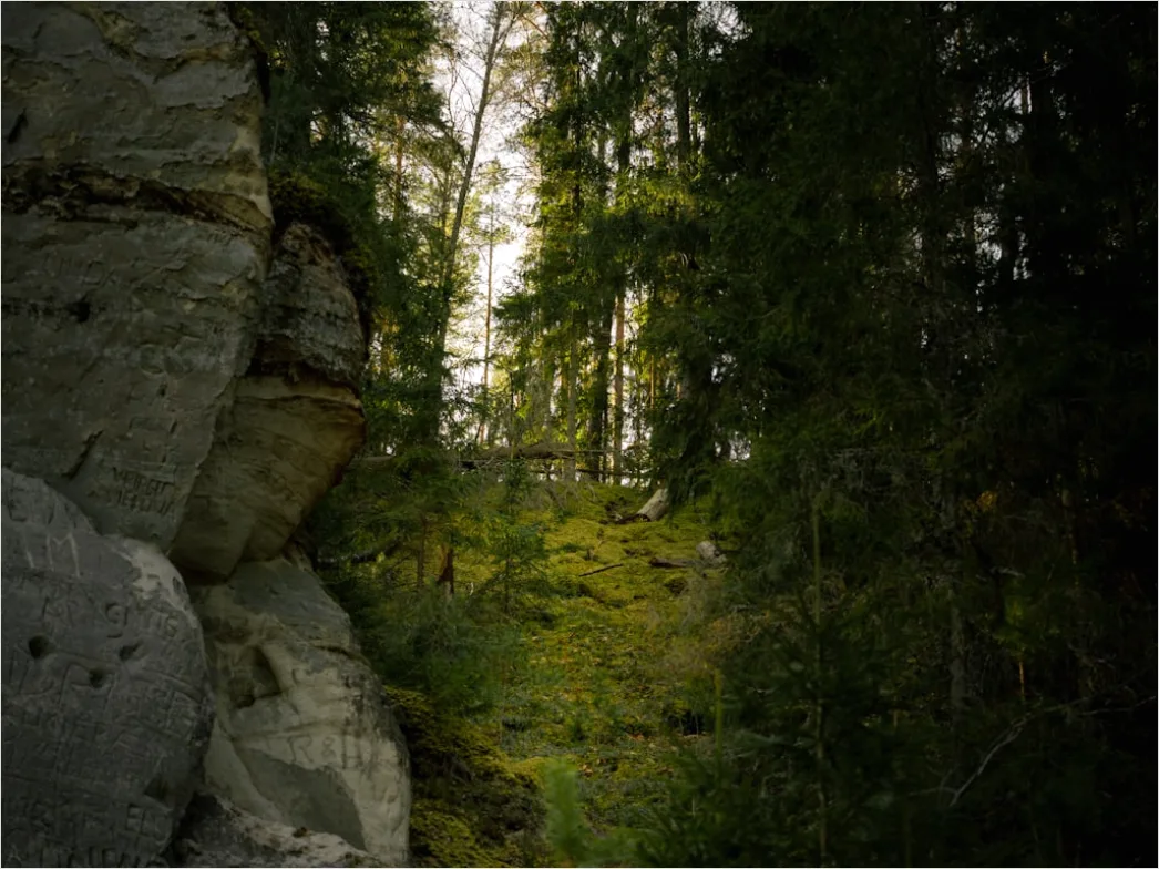 Detail Alter Wald Moos Felsen Mystisch Stimmung Number 17