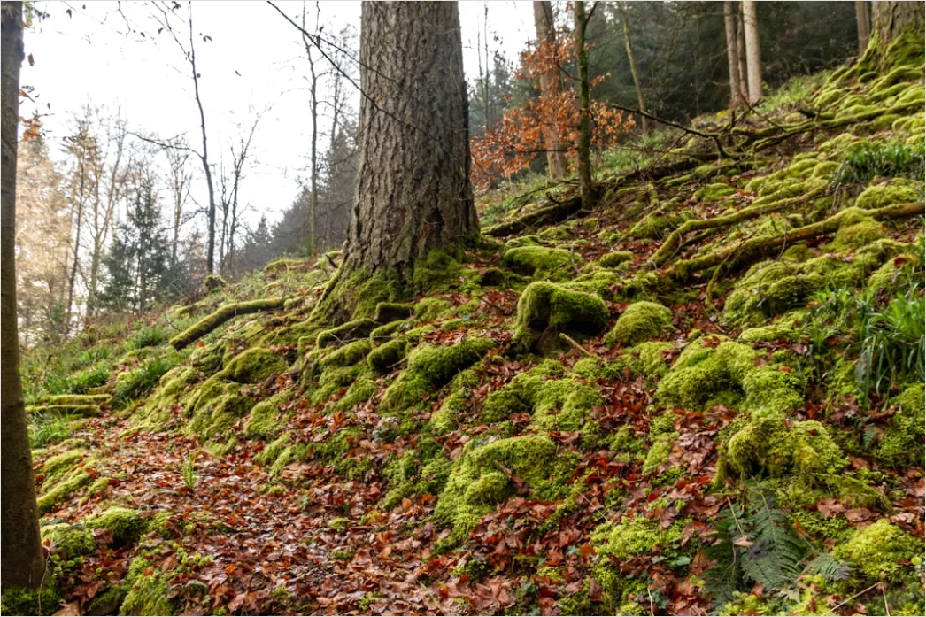 Detail Alter Wald Moos Felsen Mystisch Stimmung Number 18