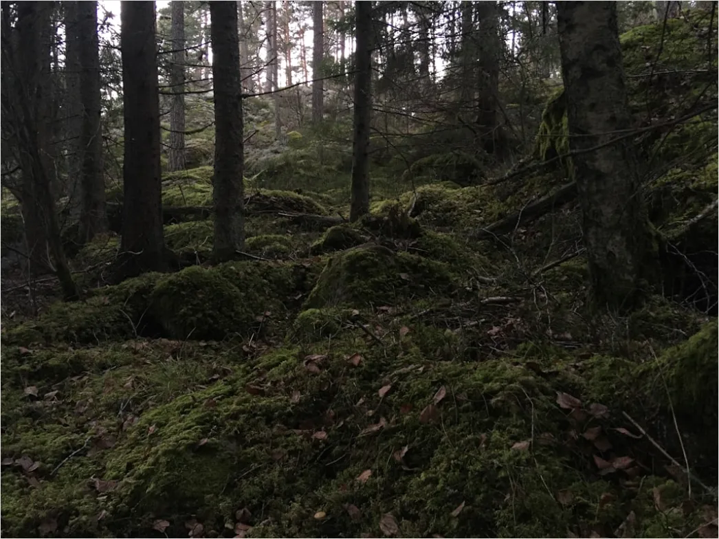 Detail Alter Wald Moos Felsen Mystisch Stimmung Number 19