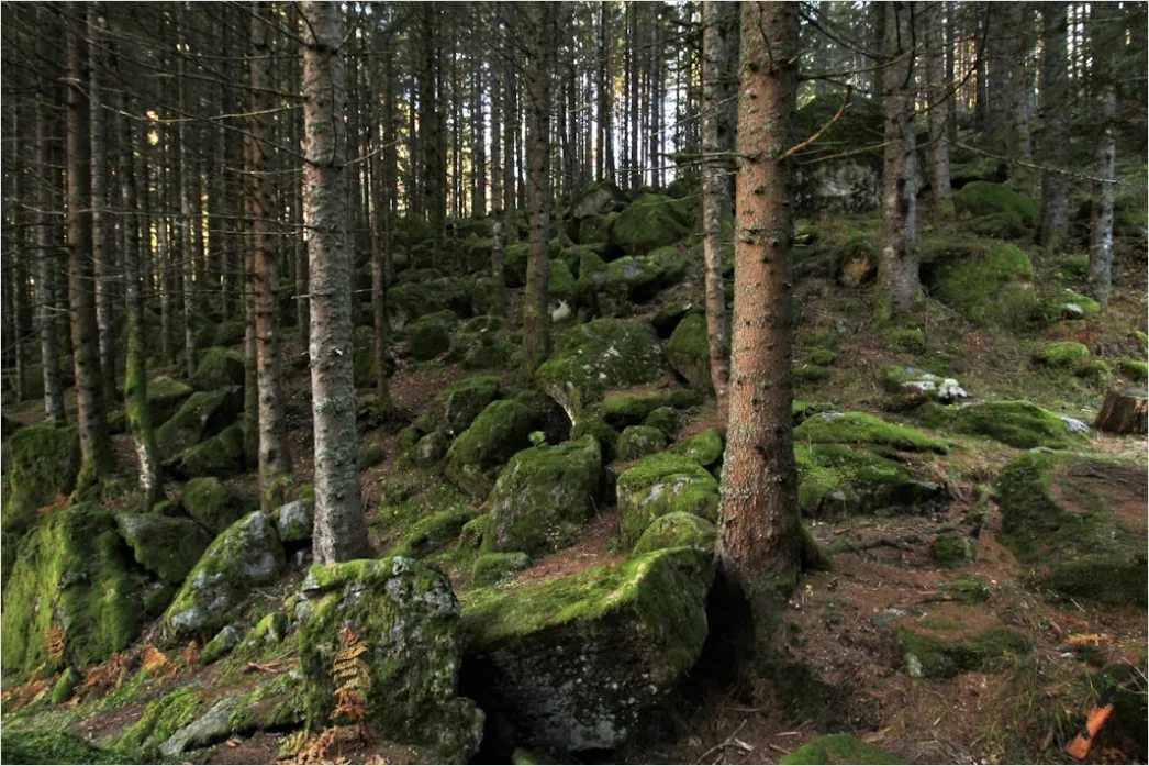 Detail Alter Wald Moos Felsen Mystisch Stimmung Number 3