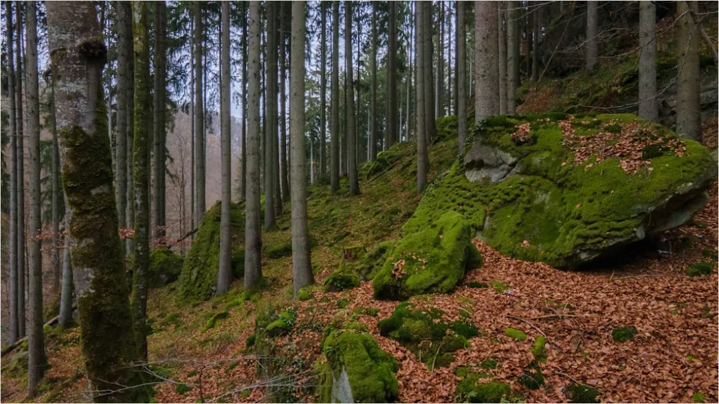 Detail Alter Wald Moos Felsen Mystisch Stimmung Number 4