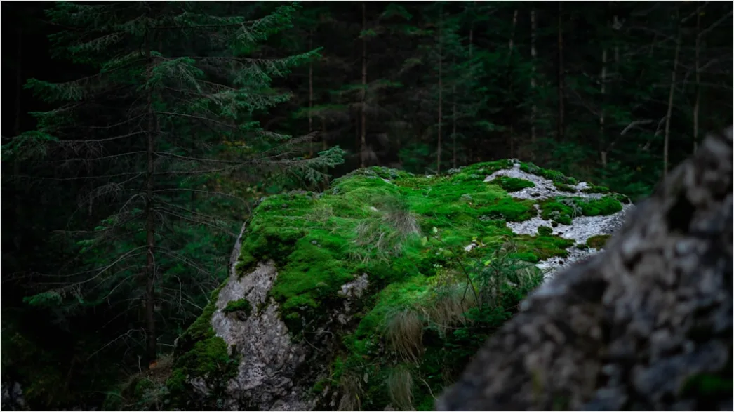 Detail Alter Wald Moos Felsen Mystisch Stimmung Number 5