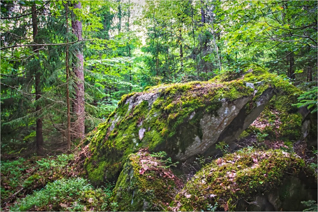 Detail Alter Wald Moos Felsen Mystisch Stimmung Number 6