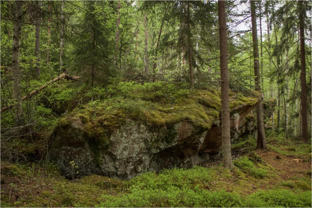 Detail Alter Wald Moos Felsen Mystisch Stimmung Number 7