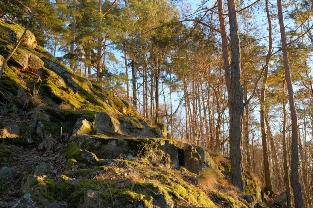 Detail Alter Wald Moos Felsen Mystisch Stimmung Number 9
