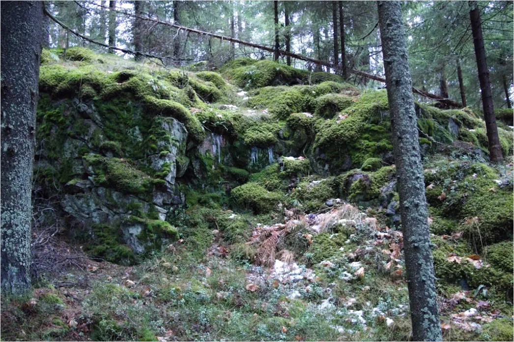 Detail Alter Wald Moos Felsen Mystisch Stimmung Number 10